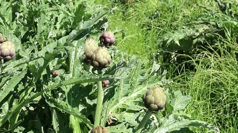 Green artichoke apples. Stock Footage 109540235