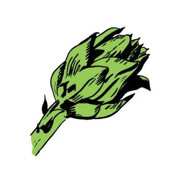 Green artichoke hand drawn vector illustration isolated on white. Fresh Stock Illustration