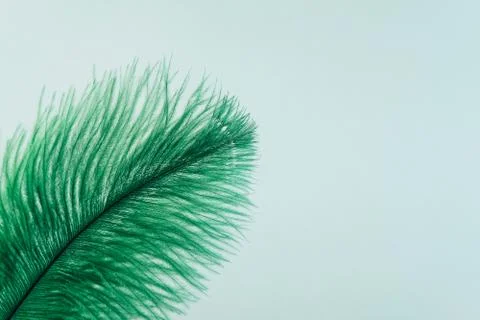 Green artificial feather close up Stock Photos