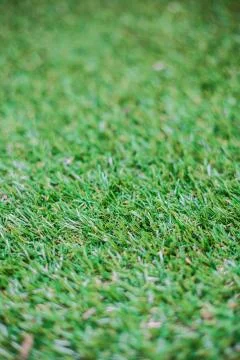 Green Artificial Grass Area 스톡 사진