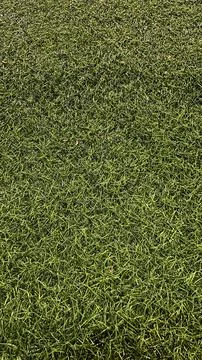 Green artificial grass texture background Stock-Fotos