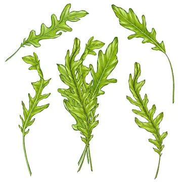 Green arugula leaves bundle Stock Illustration