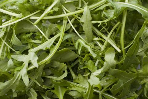 Green arugula Stock Photos