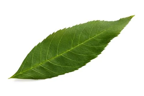 Green ash leaf Stock Photos