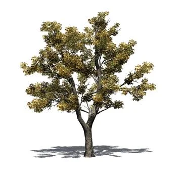 Green Ash tree in autumn with shadow on the floor on white background Ilustração Stock