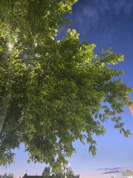 Green ash tree branches at twilight sky background. Stock-Fotos