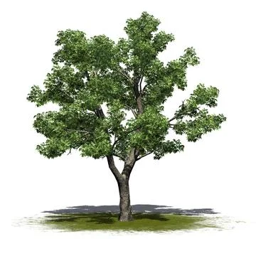 Green Ash tree on green area - isolated on white background 스톡 일러스트