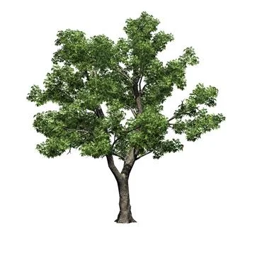 Green Ash tree - isolated on white background 스톡 일러스트
