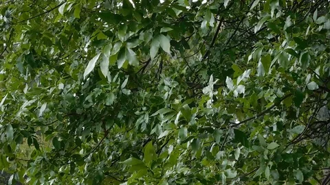 Green Ash Tree Leaves Blowing in the Wind and Rain, then Calming Stock-Footage 96044222
