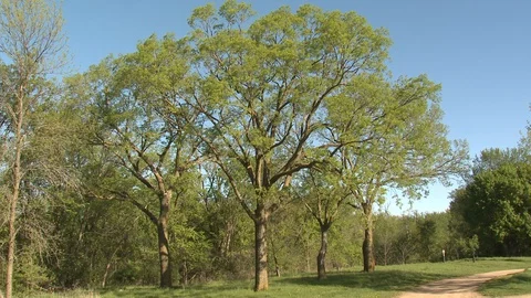 Green Ash Tree or Stand in Spring in Minnesota Hardwood Forest Stock Footage 129989164
