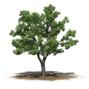 Green Ash tree on sand area - isolated on white background Stock Illustration