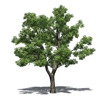 Green Ash tree with shadow on the floor - isolated on white background Ilustração Stock