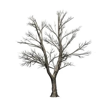 Green Ash tree in winter - isolated on white background Stock Illustration