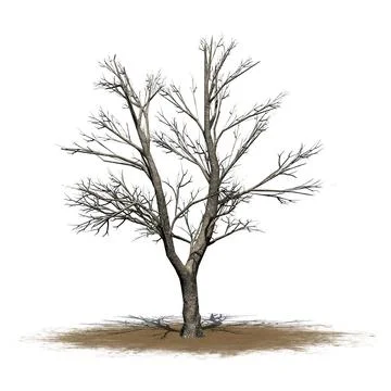 Green Ash tree in winter on sand area with shadow on the floor 스톡 일러스트