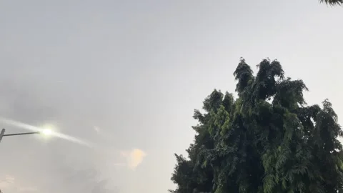 Green Ashoka Tree and Glowing Streetlight Landscape Background Stock-Footage 345527686
