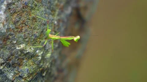 A green Asian praying mantis runs fast on the vertical surface of a large stone Stock Footage 333340897