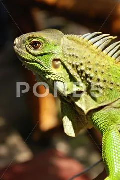 Green Asian Reptile Iguana Close Up Stock Photos