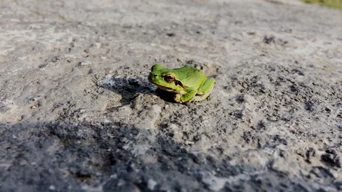 Green asian tree frog sitting in the land. Single Green Frog sitting on land Stock Footage 127270146