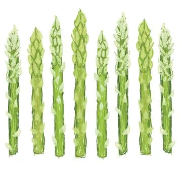 Green asparagus Stock Illustration