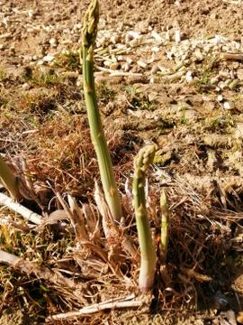 Green  ASPARAGUS Stock Photos
