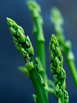 Green Asparagus Stock Photos