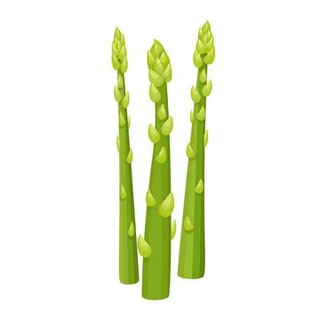 Green asparagus spears standing, fresh raw vegetable food illustration Stock Illustration