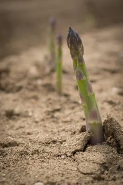 Green asparagus stem Stock Photos
