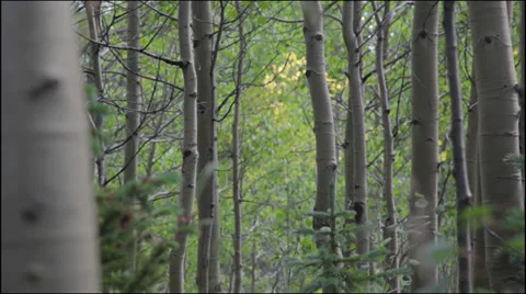 Green aspens Stock-Footage 34864408