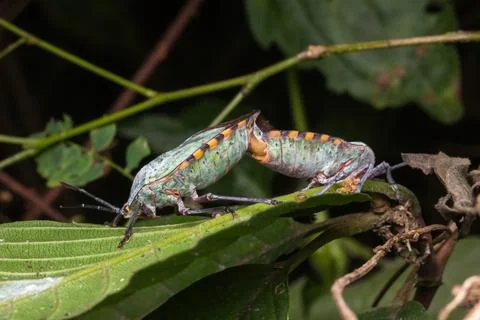 Green assassin bug mating in nature Stock Photos