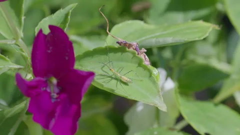 Green Assassin Bug Nymph on Purple Flower Leaf, 4K Macro Wildlife Footage Stock Footage 341988248