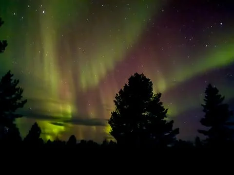 Green Aurora Behind Pine Trees Stock Photos