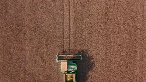 Green autonomous Combine harvests yellow corn in the autumn Stock Footage 164454112