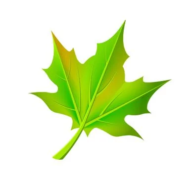 Green Autumn Leaf Fallen from Maple Tree Vector Stock Illustration