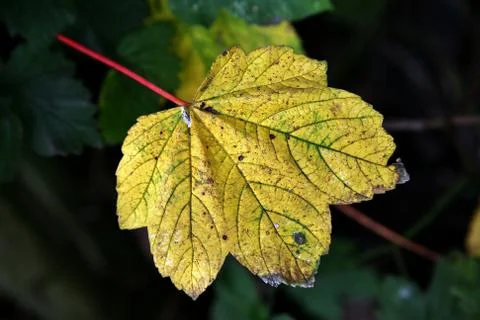 Green autumn leaf. Stock Photos