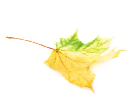 Green autumn maple leaf isolated 写真素材
