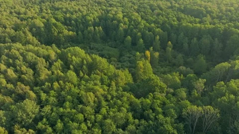 Green autumn summer forest tree aerial fall Stock-Footage 252837065
