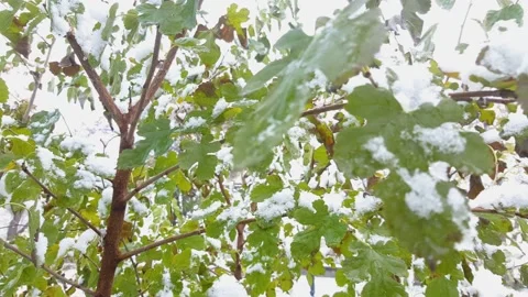 The green autumn tree is covered with the first snow. The first snow fell in Stock Footage 143729927