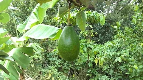 Green avocado fruit Stock Footage 122915782