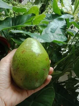 Green Avocado. Stock Photos