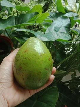 Green Avocado Stock Photos