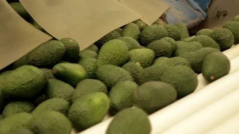 Green avocados falling into sorting machine Video stock 150479407