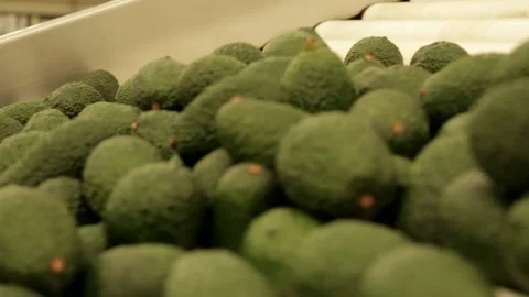 Green avocados in sorting machine Video stock 150479410