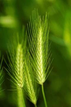 Green awn Stock Photos