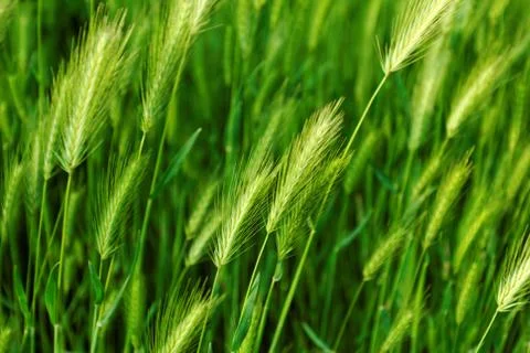 Green awn Stock Photos
