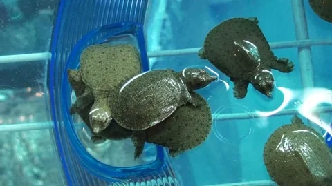 Green Baby Soft shell Turtle Stock Footage 226572822