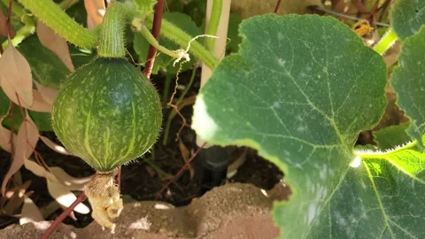 Green baby squash vegetable close up Stock Footage 200863388
