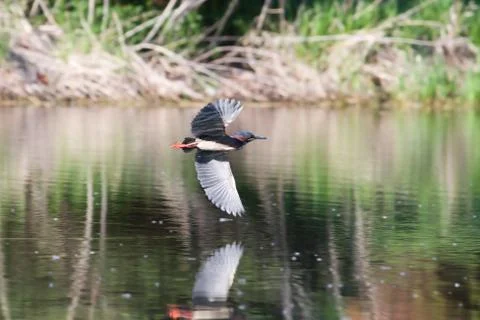 Green back heron in flight Stock Photos