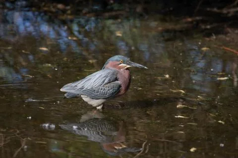 Green back heron Stock Photos
