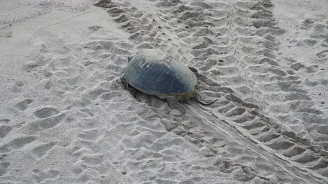 Green back turtle with sand tracks at nesting place at Ras al Jinz reserve Video stock 155817007