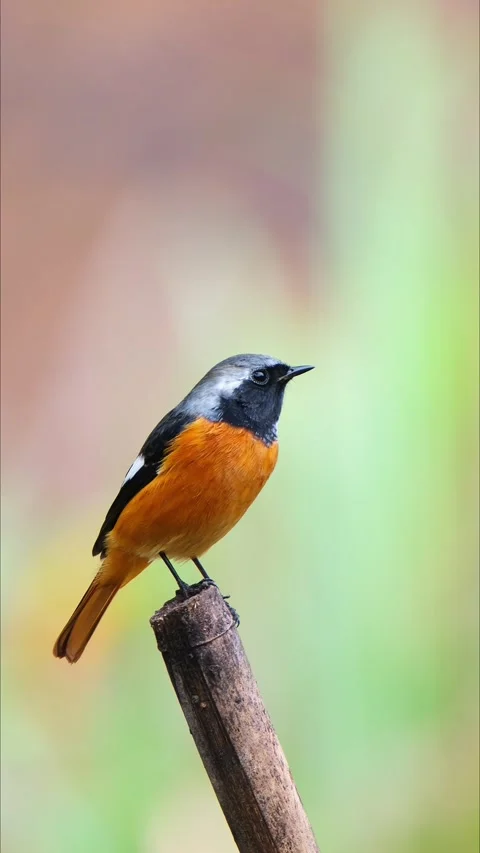 Green-backed Flycatcher Bird Perched on Bamboo Branch in Lush Forest Stockbeeldmateriaal 331066513